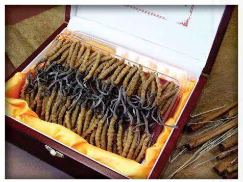 兴隆台冬虫夏草回收